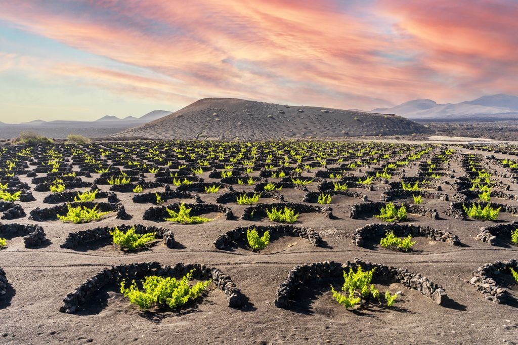 La Geria es una zona volcánica de la isla canaria de Lanzarote donde hay plantadas numerosas viñas.