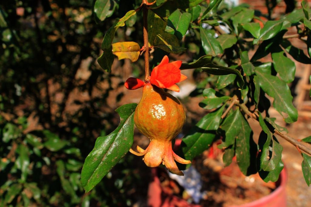 Punica granatum var. ‘nana’, la versión de granado enano ideal para cultivar en maceta