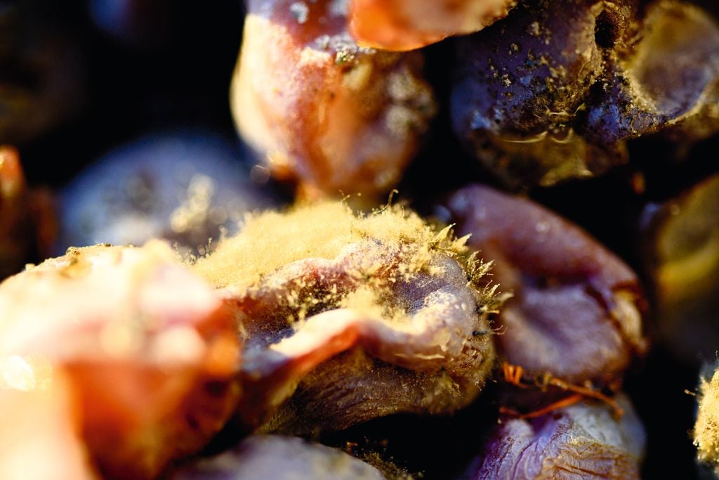 Detalle de uvas afectadas por Botrytis cinerea: el hongo que transforma la fruta y da lugar a algunos de los vinos dulces más complejos del mundo.