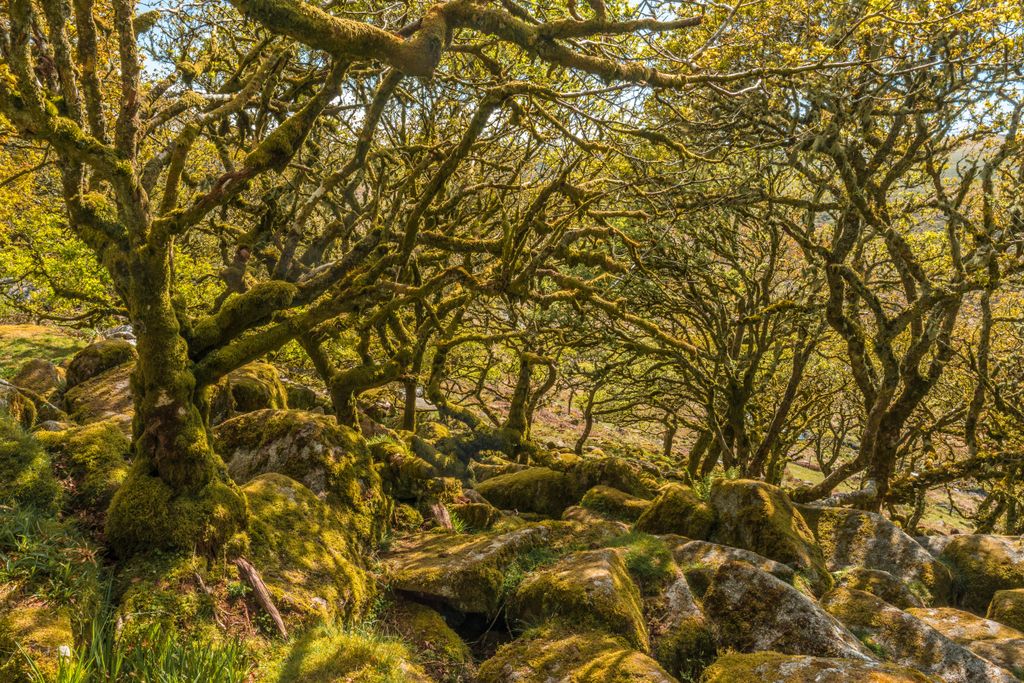 Robles albares y musgo en Wistman’s Wood, Dartmoor, Devon, Inglaterra