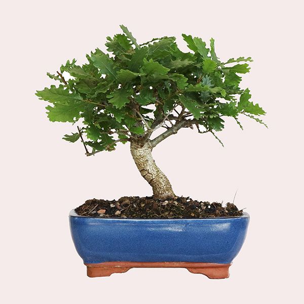 KENTIS Bonsái Quercus Pubescens Leroy Merlin