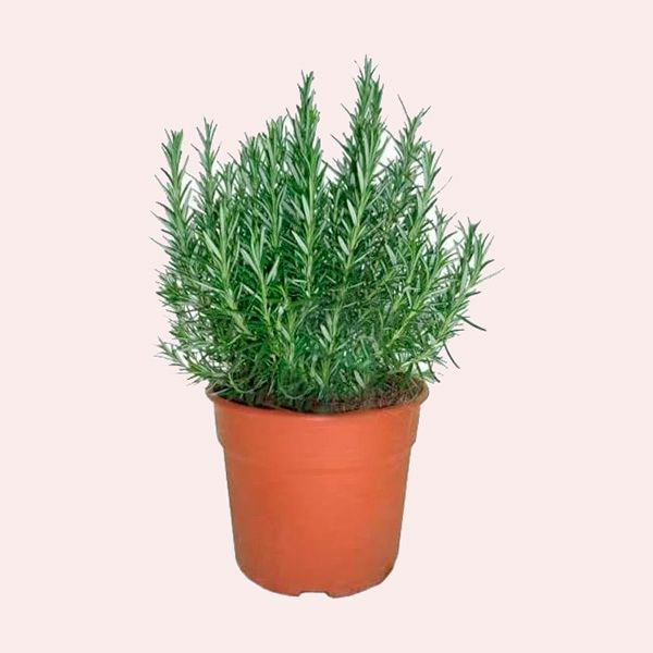Romero Natural Planta Aromática de Exterior