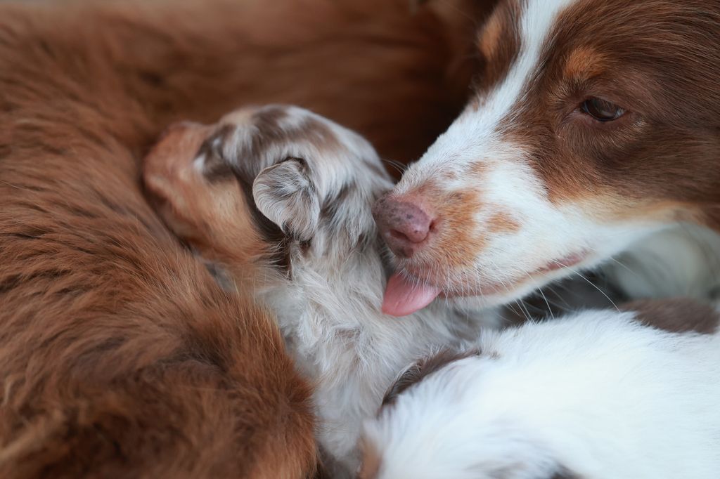 Ver al cachorro con su madre es la principal garantía de bienestar y la señal clave para detectar un anuncio fiable