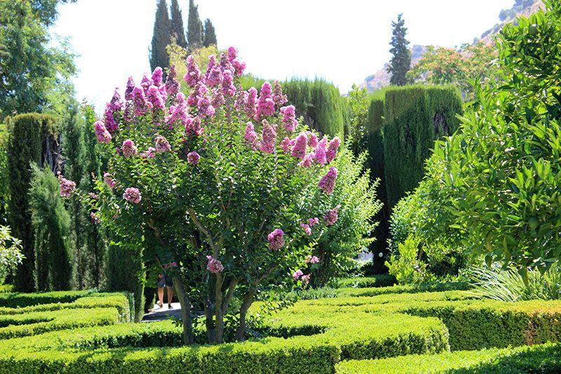 Todos los cuidados que has de darle al árbol de Júpiter