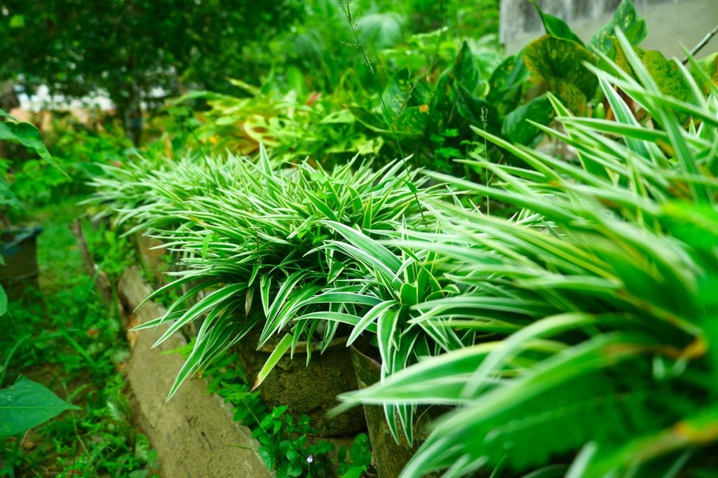 Planta malamadre