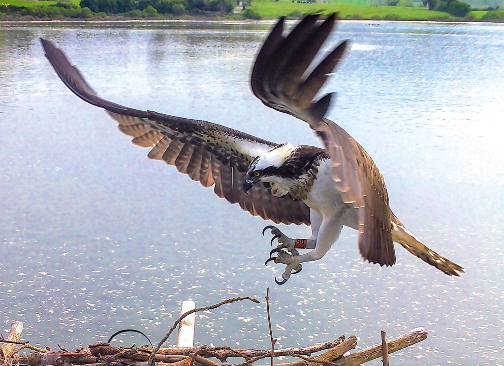 Águila pescadora, Cantabria