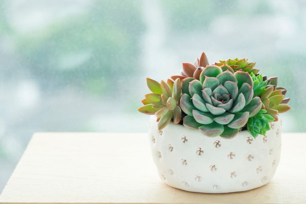 Planta suculenta