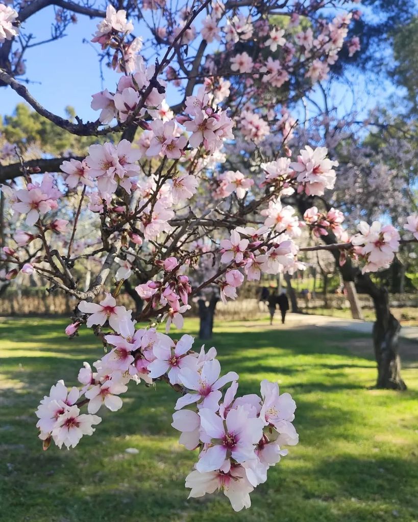 Floración de almendros en el parque Quinta de los Molinos, Madrid