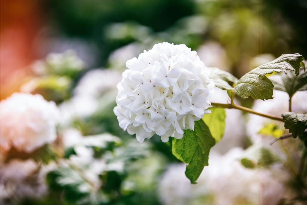 Viburnum Opulus