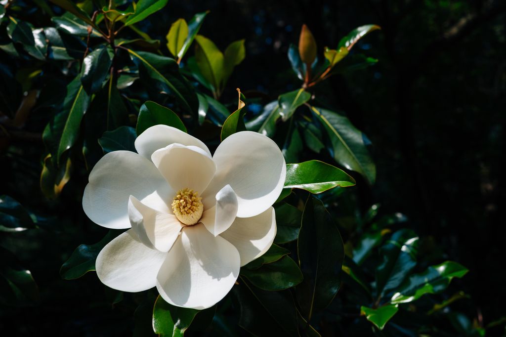 Magnolia grandiflora