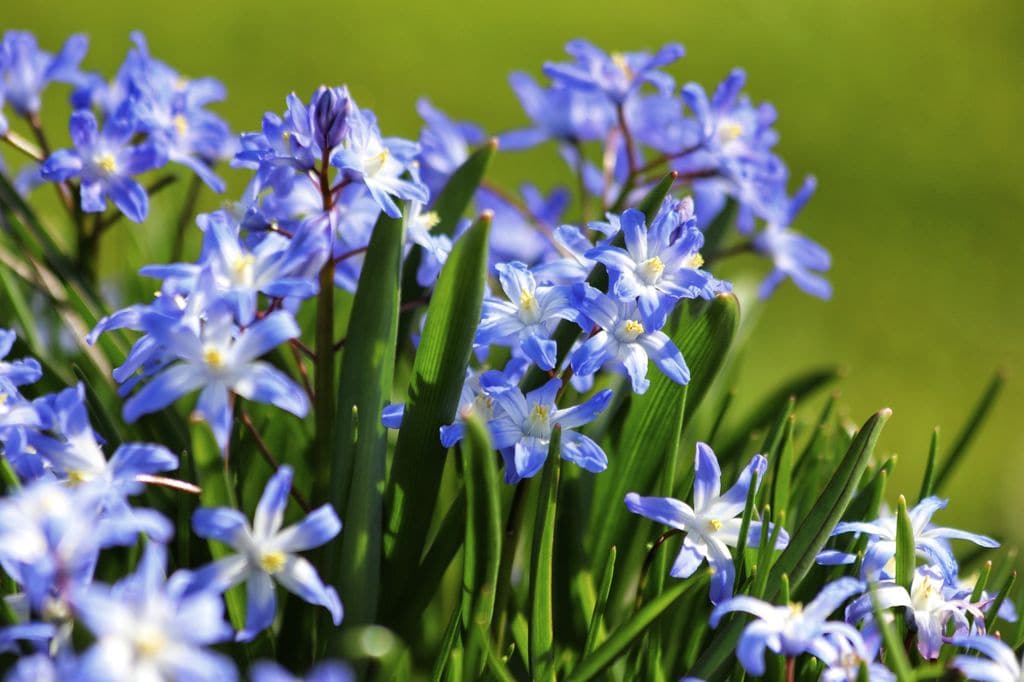 Chionodoxa