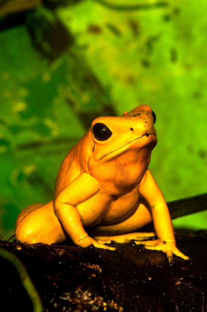 Rana dardo dorada (Phyllobates terribilis): su brillante color amarillo es una señal de alerta. En la selva puede albergar suficiente veneno en la piel como para resultar letal para varios adultos.