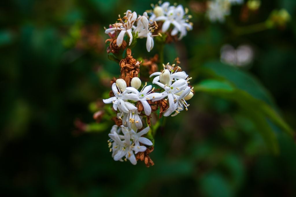 Árbol de los siete hijos o Heptacodium miconioides