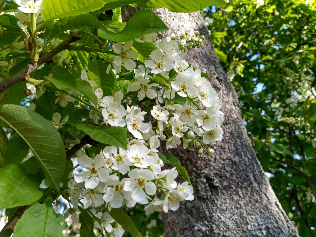 Prunus padus o cerezo de racimos