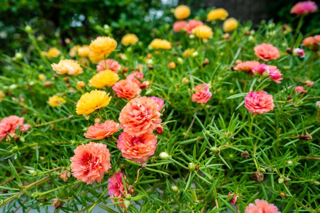 Detalle de las rosas del té