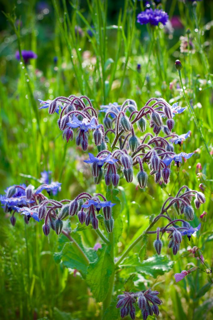 Borraja (‘Borago officinalis’), una flor que contribuye a alejar las plagas del huerto en climas mediterráneos y también atlánticos o de montaña