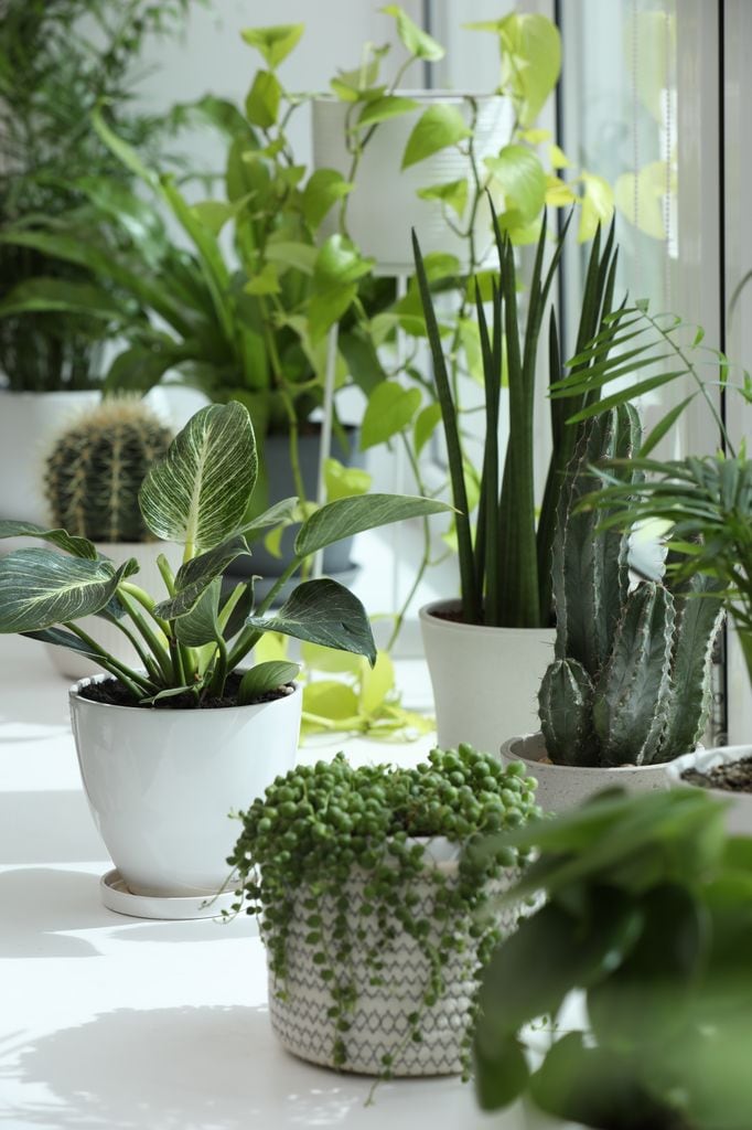 Plantas de interior