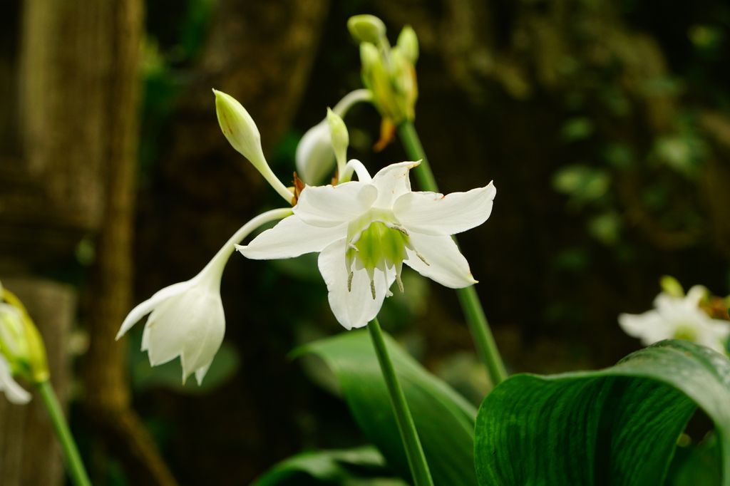 Eucharis amazonica