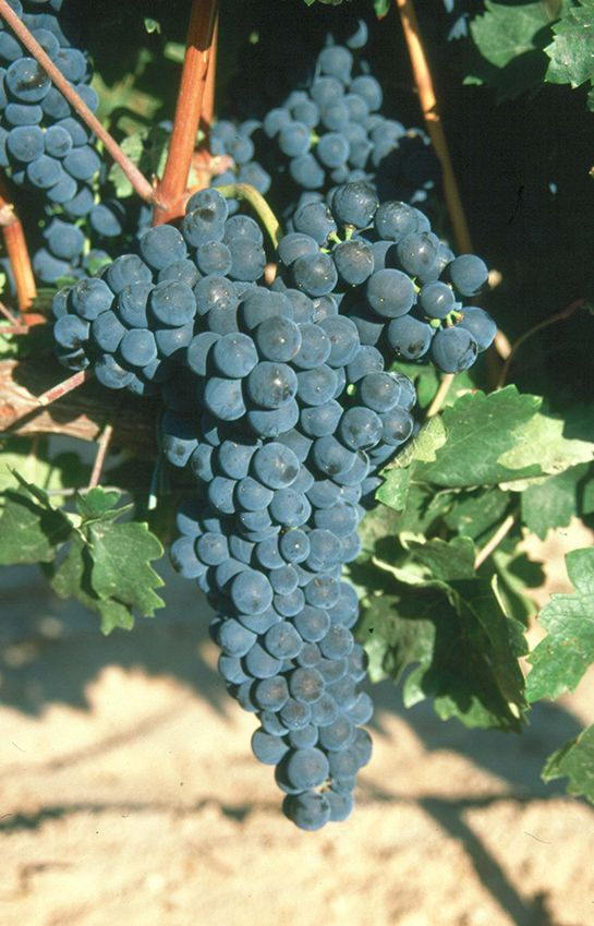 vinos2