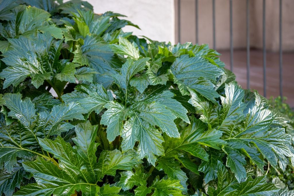 La poda otoñal ayuda a la salud del acanto