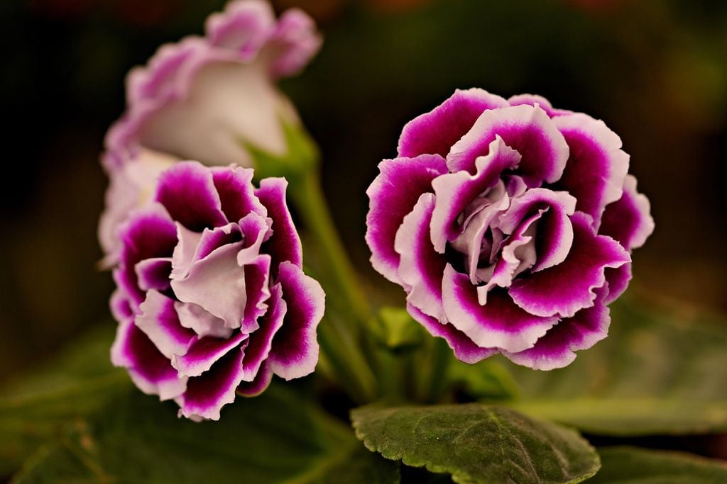 Gloxinia o Sinningia speciosa.