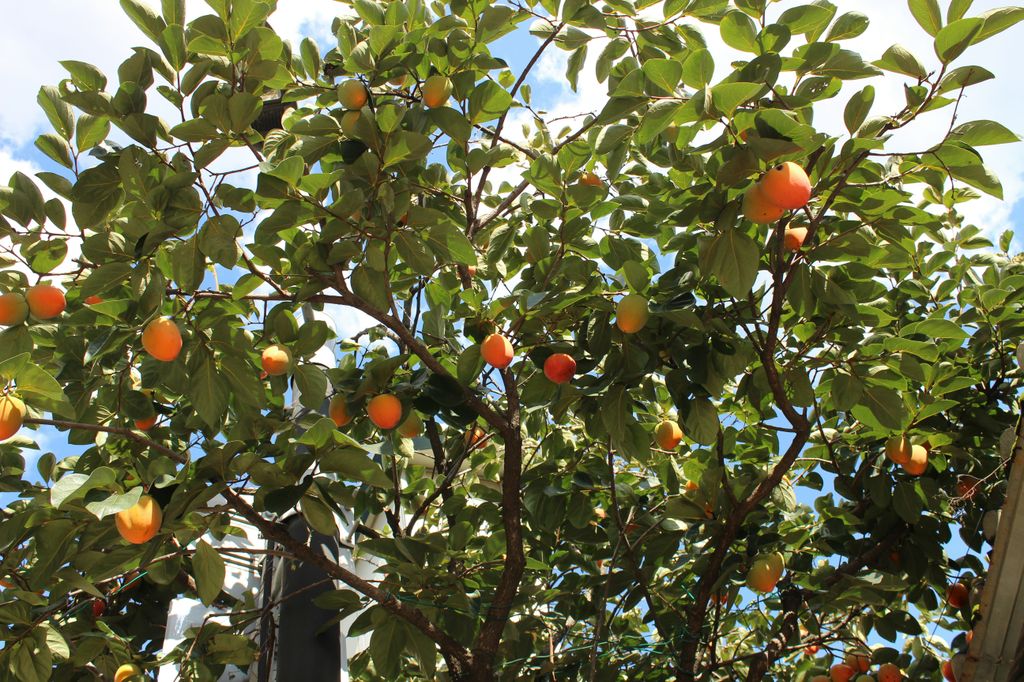 Árbol frutal