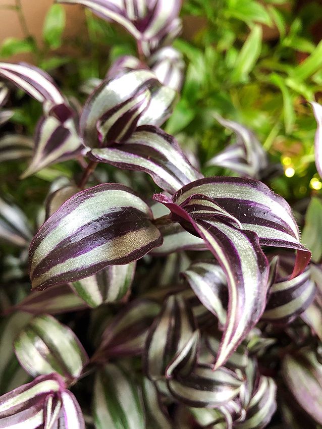 Plantas de interior y exterior con hojas de color