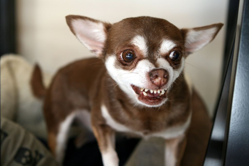 perro gruñendo