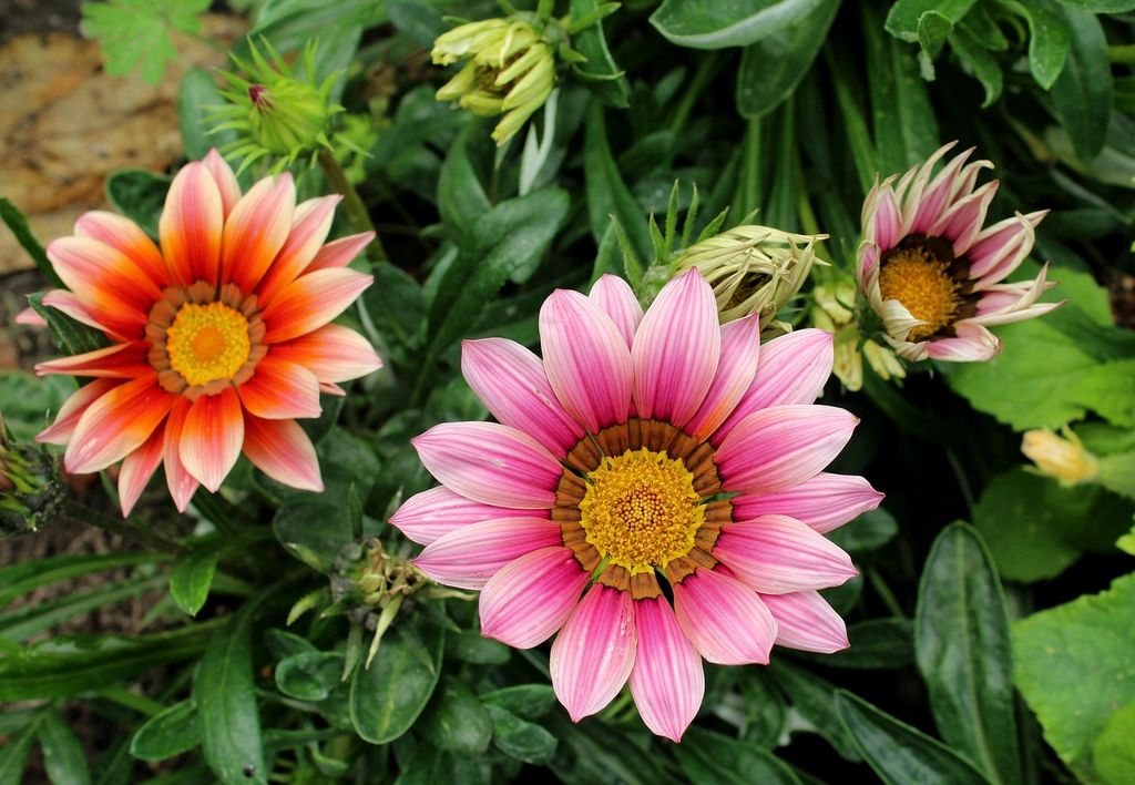 Gazanias