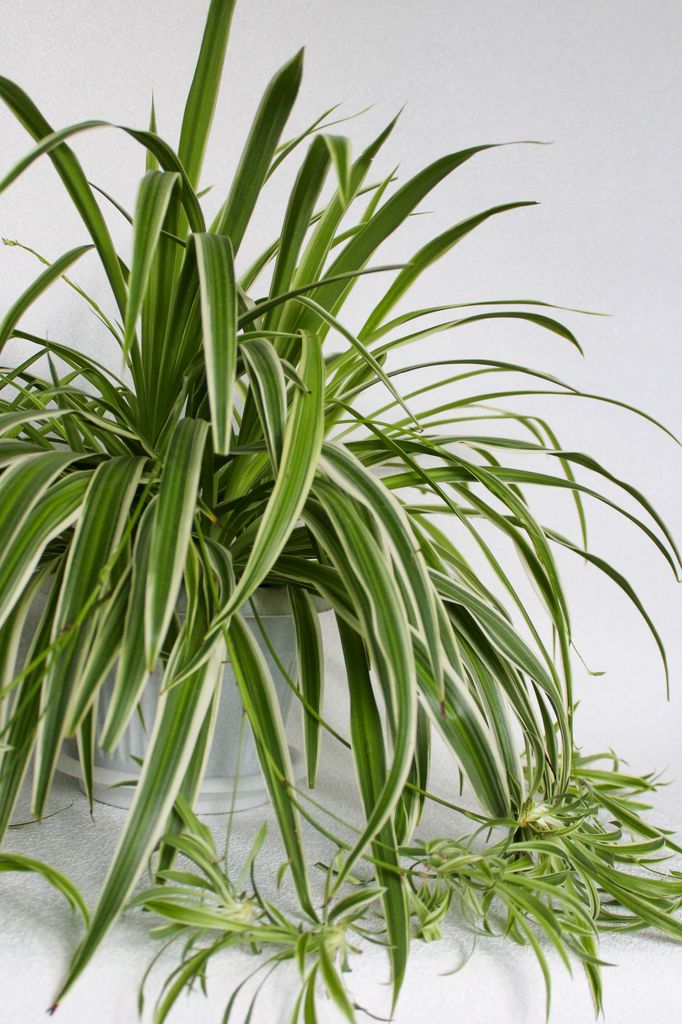 Planta malamadre
