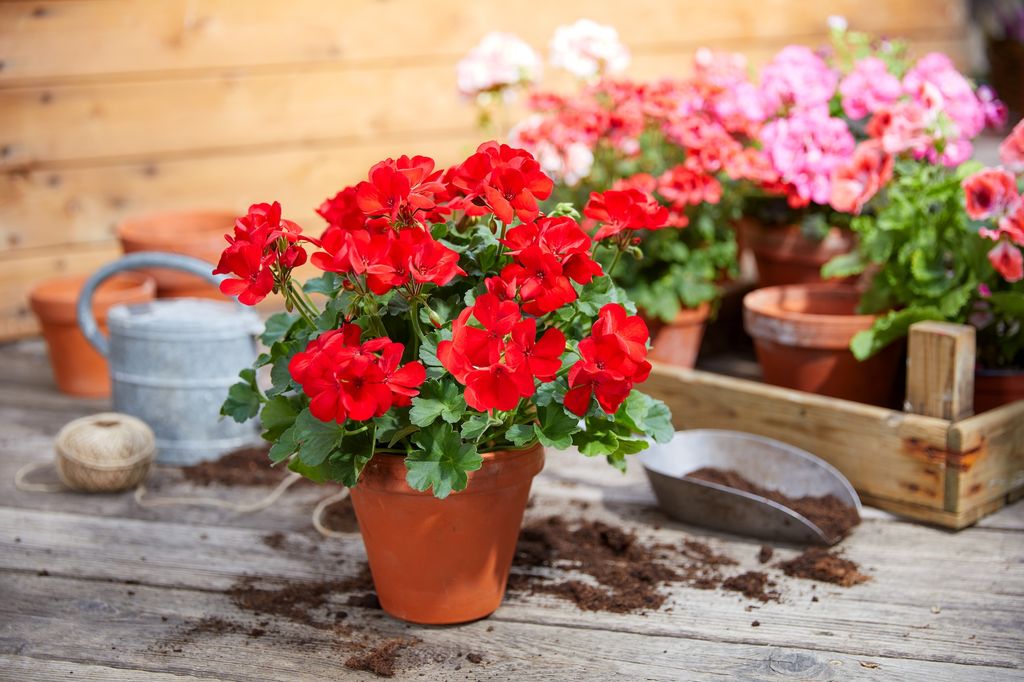 Geranios rojos. 