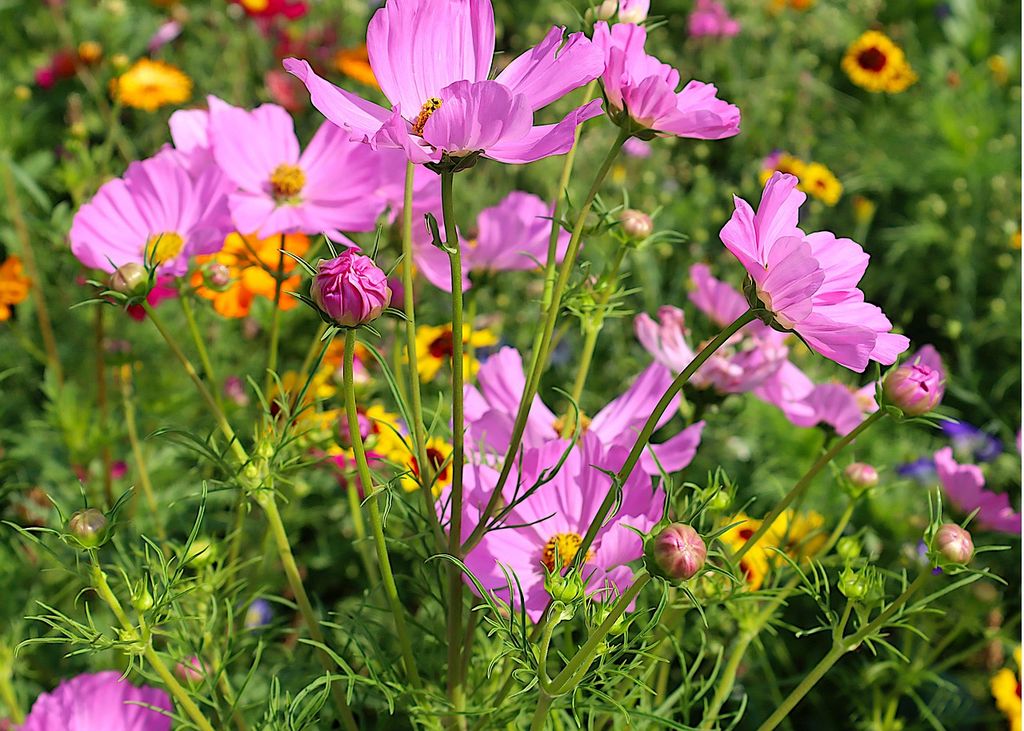 Flores moradas de Cosmos bipinnatus