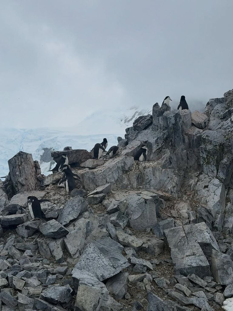 La familia ha podido ver simpáticos pingüinos