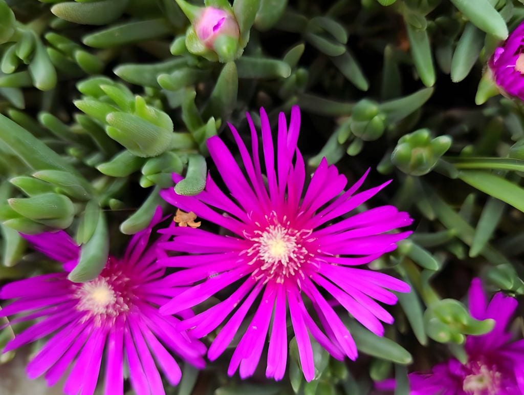 Suculenta Delosperma