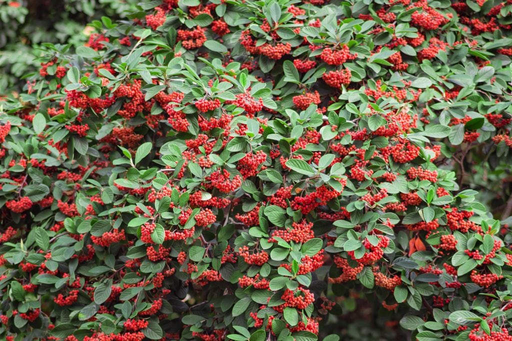 Cotoneaster con frutos rojos.