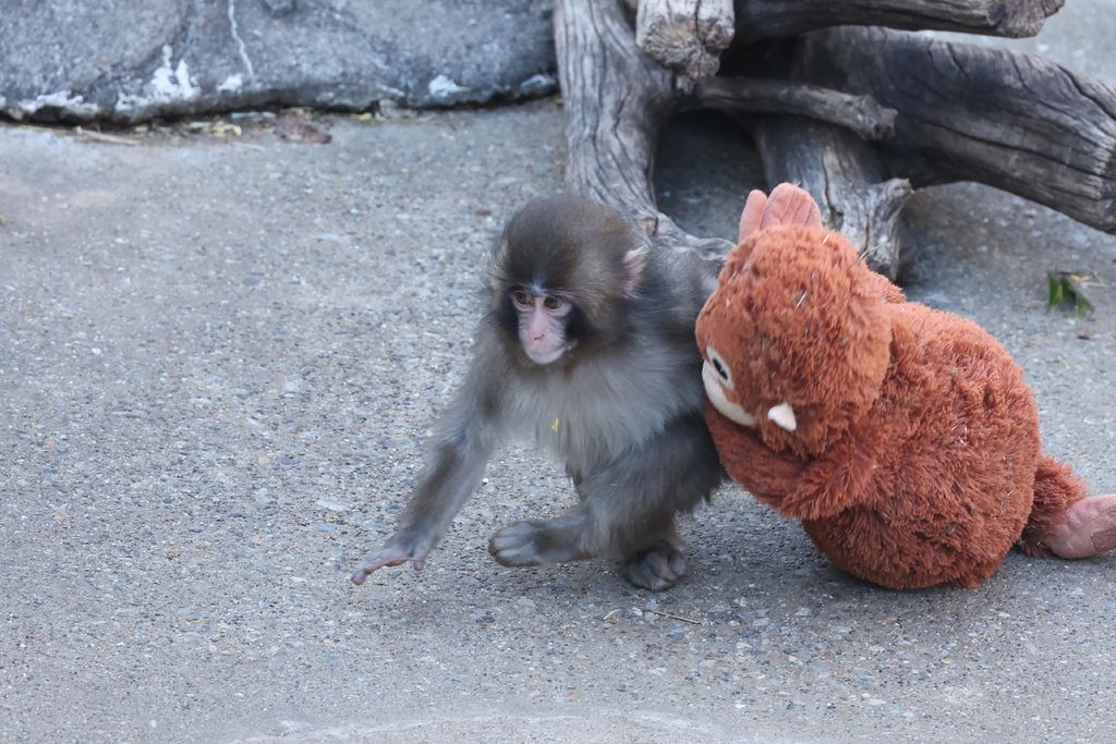El macaco, de siete meses, ha sufrido el rechazo de su madre y de su manada en el zoológico de Ichikawa City, Japón