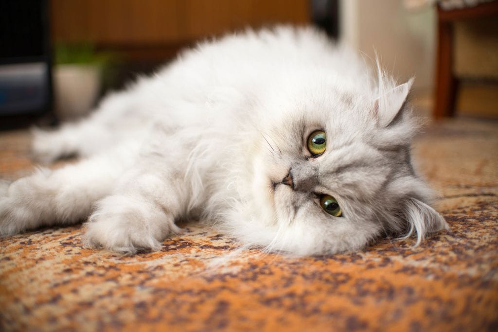 Gato persa: sereno, cariñoso y amante del confort, el rey de las siestas largas y las mantas suaves.