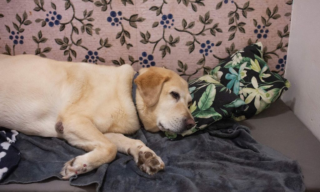 safrica animals dogs luxury