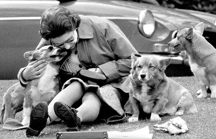 Reina-Isabel-II-con-sus-perros-raza-corgi-1