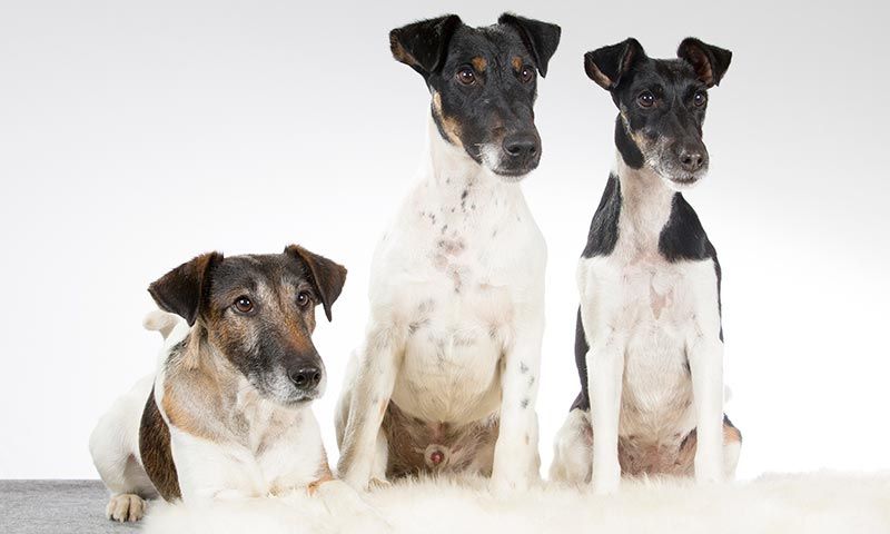cuantas razas de terrier hay