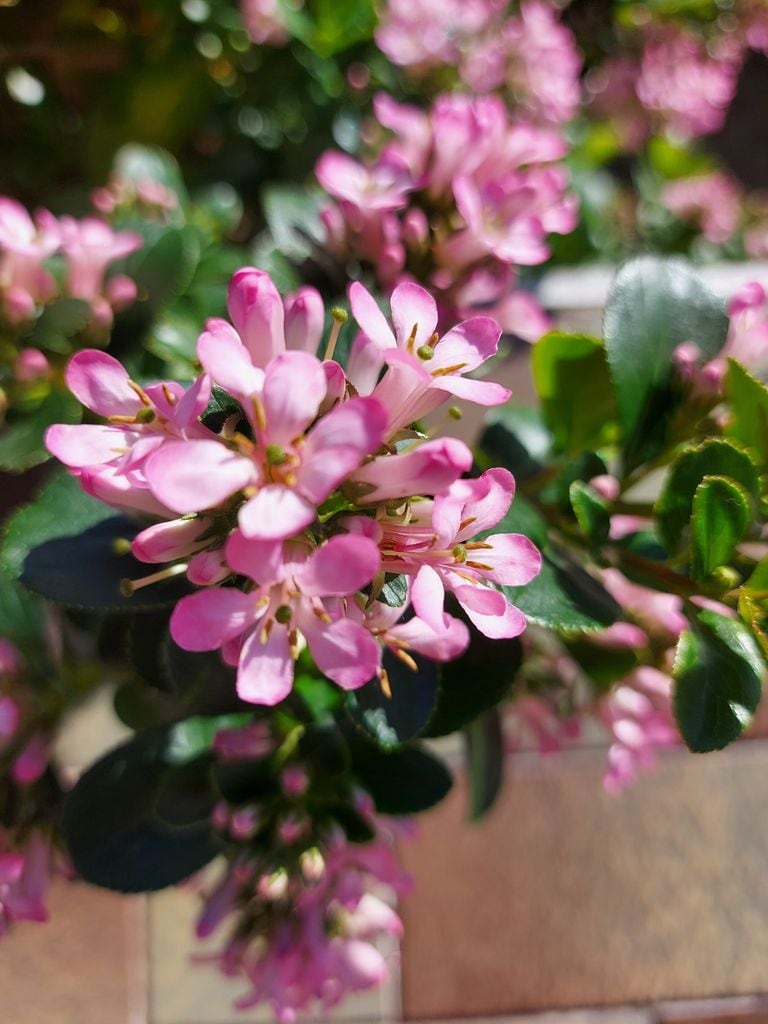 Escalonia de flor rosa