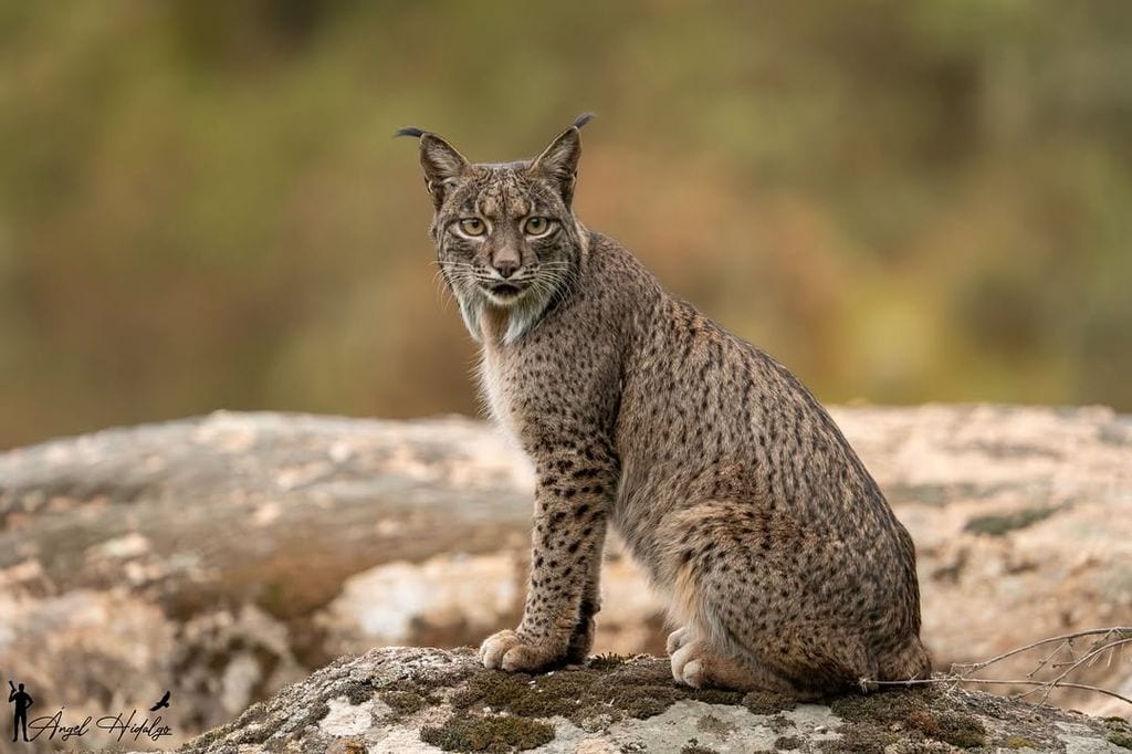 Ejemplar de lince ibérico en su hábitat natural. La especie, endémica de la península, ha pasado de estar en peligro crítico a catalogarse como “vulnerable” tras superar los 2.400 ejemplares en 2024 gracias a los programas de conservación
