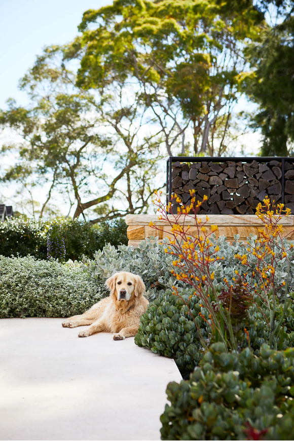 Jardín con perro