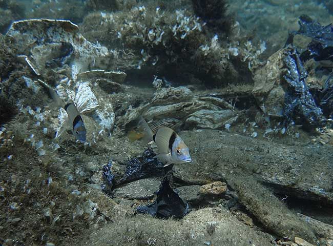 Imagen de plástico en el fondo marino
