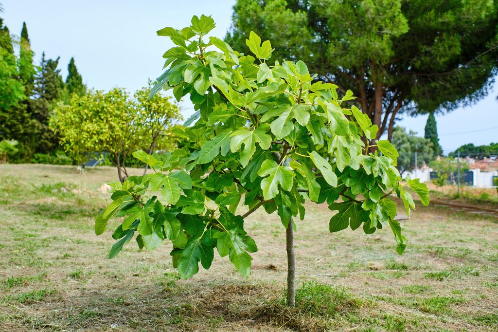 Higuera (Ficus carica)