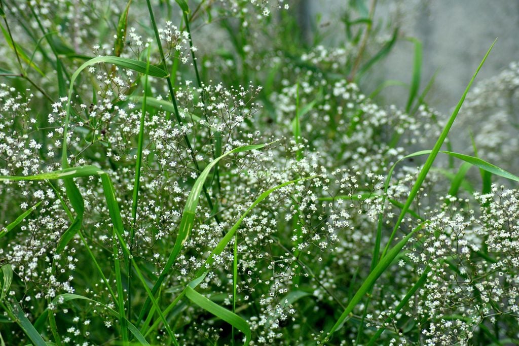 Paniculata (‘Gypsophila paniculata’) en el jardín