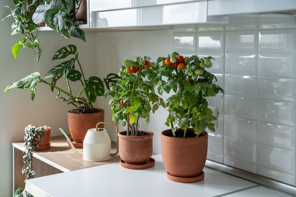 Cocina con dos plantas de tomate 'cherry'