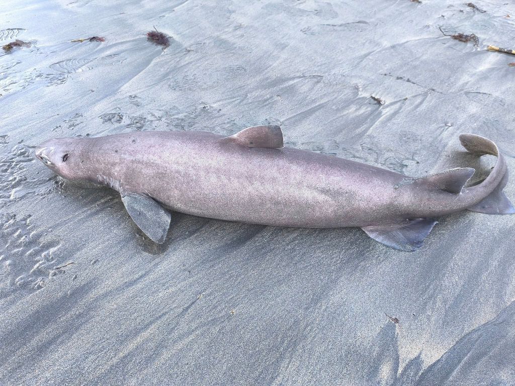 El ejemplar hallado en Luarca medía 1,45 metros y presentaba una talla superior a la media conocida