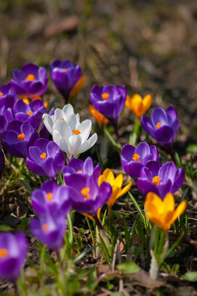Crocus.