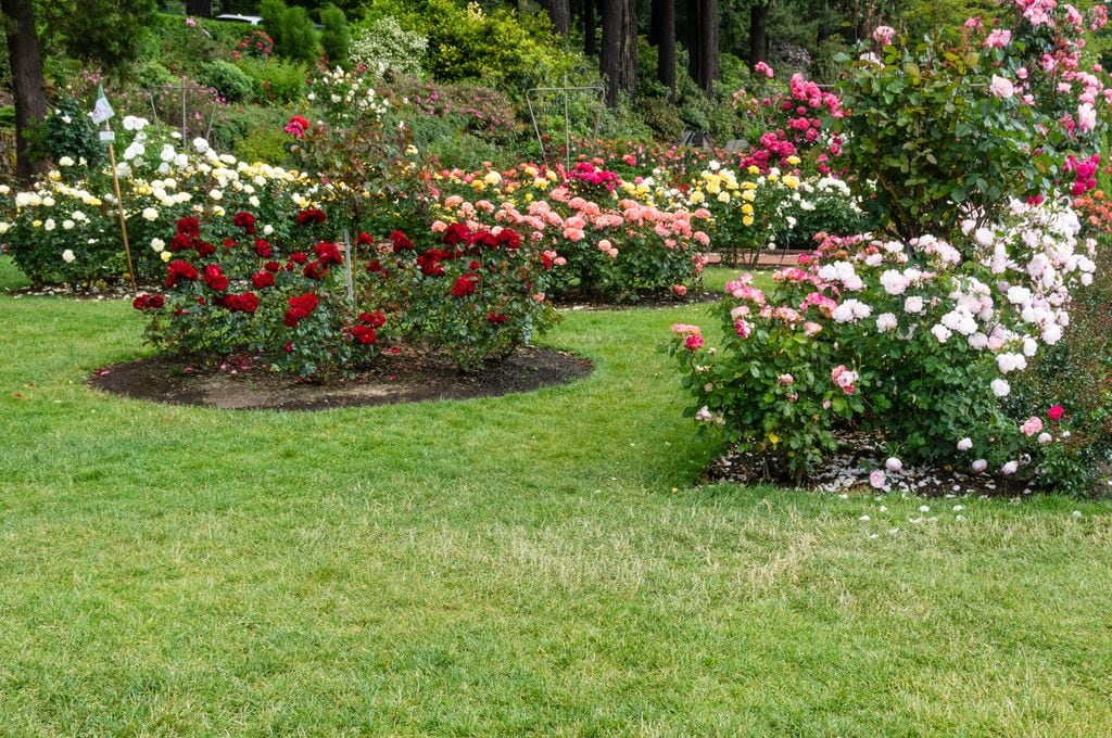 Rosales en un jardín con césped
